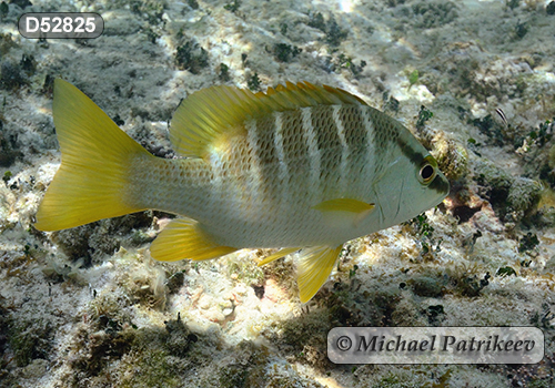 Schoolmaster Snapper (Lutjanus apodus)